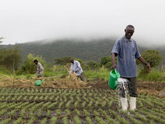 Mbiwo Constantine Kusebahasa watering his onion bed. The water is sourced from an irrigation project, which diverts water from the river to farmland. Kasese, Rwenzori Mountains, Uganda.